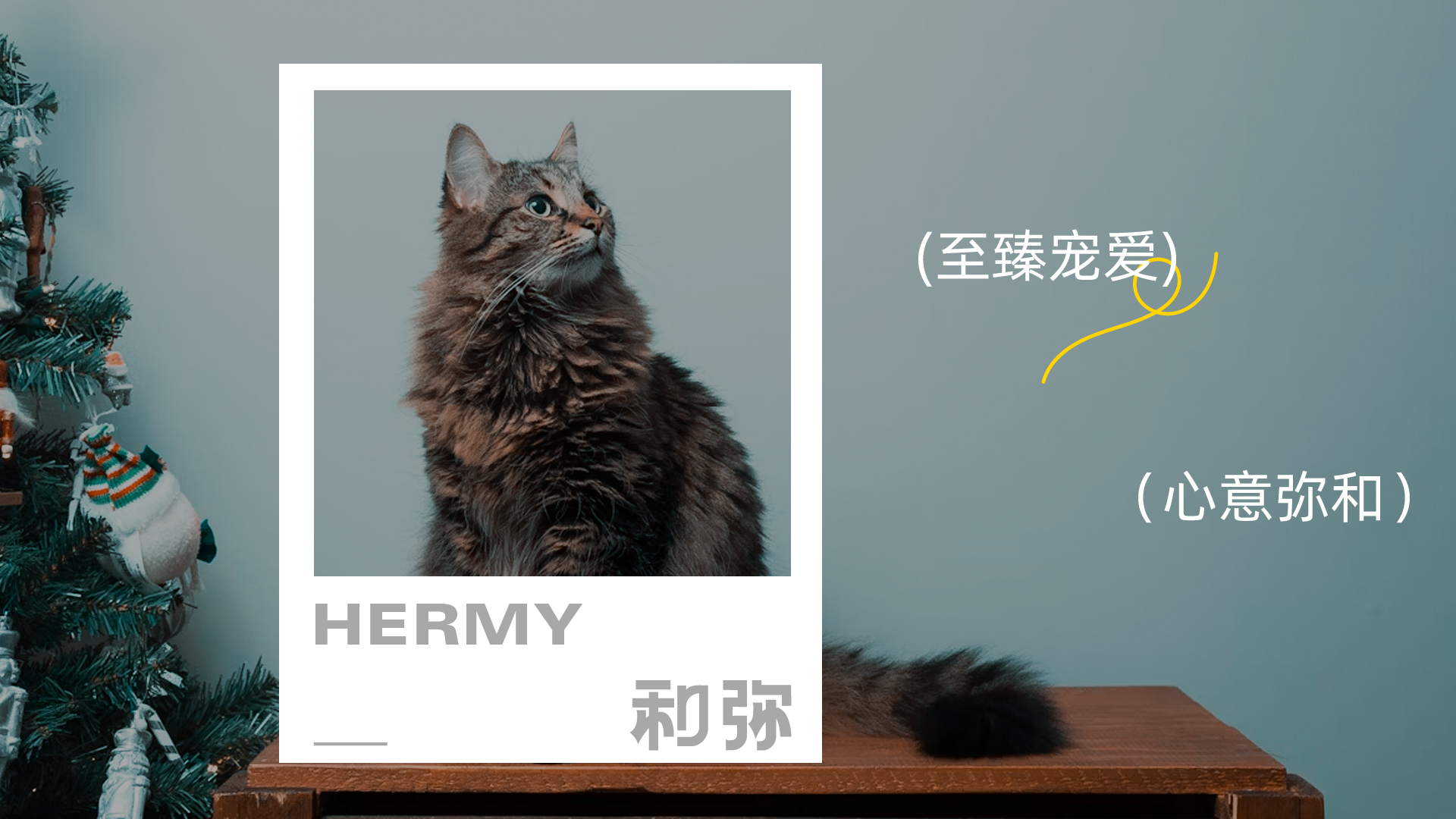 宠物品牌_画板 1 副本 7.jpg